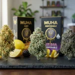 Sativa vs Indica vs Hybrid: A high-end side-by-side comparison of Sativa, Hybrid, and Indica cannabis buds on a dark slate surface.